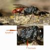 Cryptinae inconnu